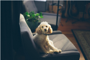 dog sitting on the couch bored