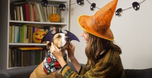 keep your pet safe this halloween