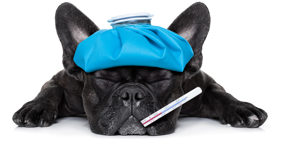 canine influenza