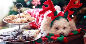 3 tips for making your pet's staycation easy
