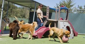 dog boarding vs pet sitting