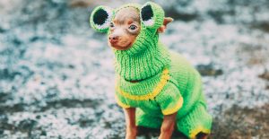 frost bite vs hypothermia. how to keep your pet safe this winter