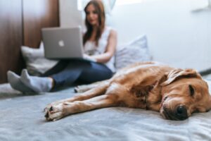 sleeping pet on bed with girl on laptop