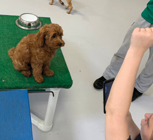 Dog on Table with kleanbowl