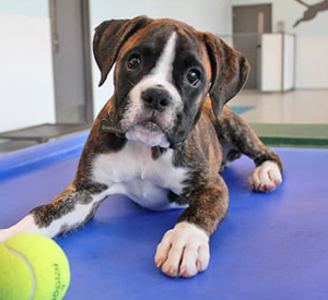 Dog and ball