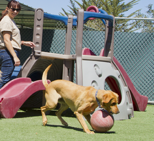 Dog and Ball