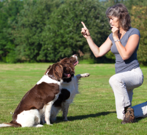 Training Dog