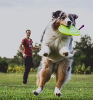 Dog Catching Frisbee