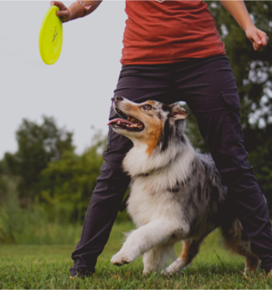 Dog Playing Frisbee
