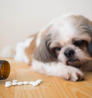 Dog looking at pills