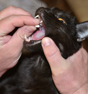 Cat Getting Pilled