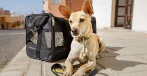 dog near carrier to head to the vet